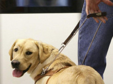 espana/la-voz-de-cordoba/sociedad/20260430/perros-guia-cordoba-no-deben-tocar-cuando-esta-trabajando_412491