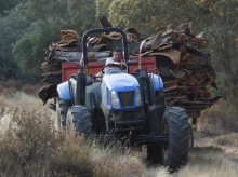 espana/la-voz-de-cordoba/economia/20260625/asaja-cordoba-advierte-caida-precio-corcho-consecuencias-varios-anos-sequia_432421