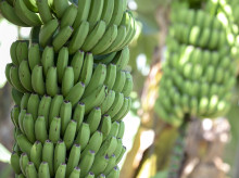 campo-y-caza/20260907/perdidas-millonarias-platano-canario-provocan-rebelion-contra-organizacion-productores_456141
