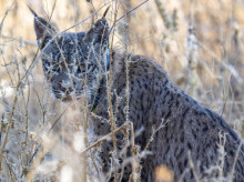 espana/madrid/20260302/guardia-civil-localiza-cadaver-lince-iberico-cuneta-carretera-madrid_390966