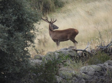 espana/castilla-y-leon/20260405/dos-jovenes-trasladados-hospital-chocar-coche-contra-corzo-fuentiduena-segovia_403451