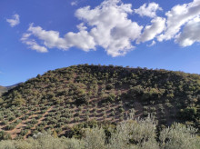espana/la-voz-de-cordoba/economia/20260807/100-olivar-tradicional-montana-esta-fuera-margenes-rentabilidad-cordoba_445000