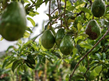espana/galicia/20261013/fiebre-oro-verde-cultivo-aguacate-dispara-sur-galicia_461852