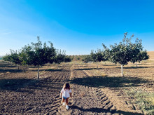 espana/castilla-la-mancha/20260226/castilla-mancha-reina-pistacho-oro-verde-esta-transformando-pueblos_386266