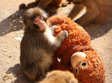 sociedad/sociedad-medio-ambiente/20260417/nuevo-listado-positivo-animales-prohibira-tener-primates-especies-invasoras-como-mascotas-espana_408002