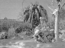 sociedad/sociedad-medio-ambiente/20260226/cumplen-70-anos-gran-helada-espana-registro-hasta-32-c_389637