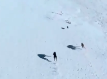 campo-y-caza/20260228/kilometrica-persecucion-sobre-nieve-dos-galgos-libre-grabada-desde-aire_390484