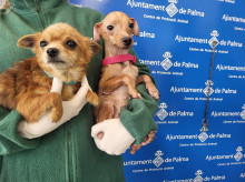 espana/baleares/20260307/rescatan-50-perros-casa-horrores-piden-ayuda-encontrarles-familia_392374