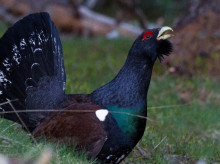 campo-y-caza/20260307/verdadera-historia-urogallo-espanol_392445