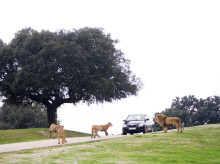 familia/20260306/dinosaurios-leones-burros-insectos-cinco-planes-disfrutar-aire-libre-ninos-esta-primavera_392671