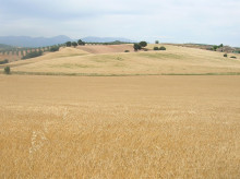 campo-y-caza/20260307/excedente-agricola-origen-estado_393046