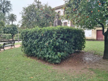 espana/la-voz-de-cordoba/cultura/20260308/estatua-cordoba-emula-homer-simpson_393125