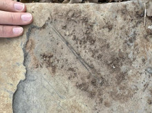 ciencia/20260309/encuentran-teruel-mayor-registro-reptiles-voladores-peninsula-iberica_393713