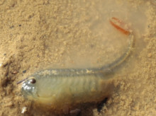 espana/castilla-la-mancha/20260309/sorprendente-animal-aparecido-lluvias-2026-casi-nadie-sabia-existia_393800