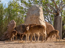 espana/comunidad-valenciana/20260327/nacen-doce-nuevas-crias-terra-natura-benidorm-apenas-cinco-dias_400852