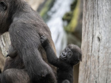 sociedad/sociedad-medio-ambiente/20260329/unico-gorila-nacido-espana-2025-da-primeros-pasos_401363