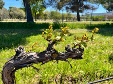 campo-y-caza/20260817/viticultores-alertan-crisis-rentabilidad-ante-inicio-vendimia_449935