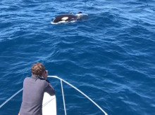 espana/galicia/20260401/aumentan-interacciones-orcas-galicia_402497