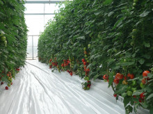 campo-y-caza/20260416/marruecos-deja-vender-tomates-africa-sostener-precio-pais-restringe-tratos-ue_407603