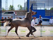 espana/la-voz-de-cordoba/provincia/20260419/estos-son-premiados-feria-agroganadera-pedroches_408564