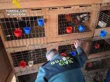 espana/comunidad-valenciana/20260420/ciudadano-nacionalidad-cubana-sido-detenido-cullera-cultivar-marihuana-criar-gallos-peleas_408801