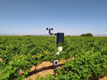 espana/castilla-y-leon/20260420/sumilleres-tildan-sorprendente-anada-do-rueda-recuperarse-ataque-mildiu-heladas_408947