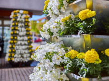 espana/madrid/20260421/boadilla-coloca-17500-flores-llegada-primavera-guino-papa-visita-madrid_409200