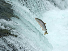 ciencia/20260421/estudio-demuestra-cocaina-agua-impulsa-salmones-desplazarse-12-kilometros_409215