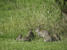 espana/castilla-la-mancha/20260427/conejo-arrasa-castilla-mancha-577000-capturas-cuatro-meses-ante-plaga-control_410519