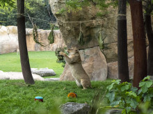 espana/comunidad-valenciana/20260424/cumpleanos-salvaje-leones-bioparc-valencia_410650