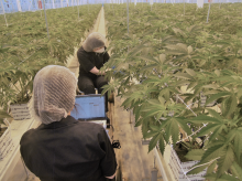 espana/castilla-y-leon/20260430/empleados-fabrica-marihuana-legal-enfrentados-sindicatos-intentar-no-hagan-huelga_412526