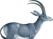 ciencia/20260503/nueva-especie-ciencia-busca-revivir-antilope-africano-desaparecido-desde-1799_413585