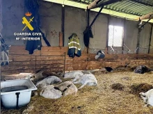 espana/galicia/20260505/macabro-hallazgo-trives-orense-hallan-90-ovejas-cabras-muertas-explotacion-ganadera_414221
