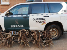 espana/castilla-y-leon/20260509/investigan-dos-furtivos-100-kilos-astas-ciervo-gamo-robados-zamora_415948