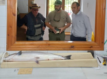 sociedad/sociedad-medio-ambiente/20260519/sale-campanu-asturias-rio-sella-salmon-62-kilogramos_419326