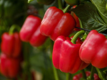 campo-y-caza/20260523/mitad-alimentos-marruecos-rechazados-no-cumplir-estandares-europeos-iban-espana_420170
