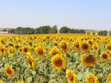espana/castilla-la-mancha/20260523/castilla-mancha-asoma-verano-hasta-35-grados-este-sabado-plena-primavera_420780