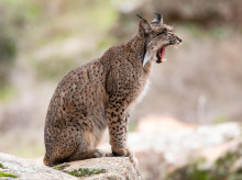 sociedad/sociedad-medio-ambiente/20260605/lince-iberico-sigue-recuperandose-aumento-hasta-2663-ejemplares-2025_425606