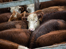 campo-y-caza/20260604/brasil-argentina-provocan-cinco-alarmas-alimentos-contaminados-primer-mes-acuerdo-mercosur_424672