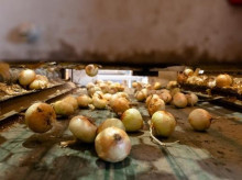 campo-y-caza/20260603/agricultores-cebolla-piden-supermercados-eviten-producto-extranjero_424907