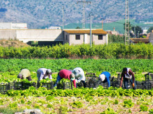 economia/20260606/record-extranjeros-impulsado-gobierno-maquilla-empleo-costa-trabajos-cada-vez-precarios_425175