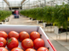 espana/andalucia/20260607/tomate-japones-cultiva-granada-vende-como-producto-lujo_425453