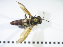 ciencia/20260607/secreto-inquietante-neandertales-comian-insectos-mejor-nosotros-ciencia-acaba-descubrir_426068