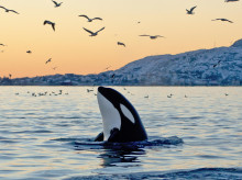 ciencia/20260608/son-peligrosas-orcas-humanos-esto-dicen-expertos-cns_426438