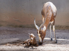 espana/comunidad-valenciana/20260609/emocionante-parto-directo-blesbok-bioparc-valencia_426597