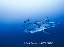 ciencia/20260609/equipo-buceadores-grabo-primera-vez-gran-tiburon-blanco-aguas-mediterraneo_426648