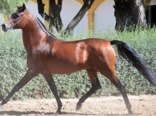 espana/la-voz-de-cordoba/actualidad/20261002/caballo-pura-sangre-arabe-protagonista-este-fin-semana-caballerizas-reales_465322