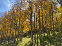 sociedad/sociedad-medio-ambiente/20260728/arbol-podria-convertirse-mejor-aliado-espana-contra-grandes-incendios_444021