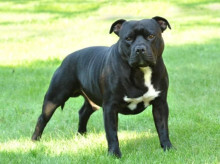 espana/castilla-y-leon/20260728/perro-raza-peligrosa-ataca-le-desfigura-cara-bebe-diez-meses-palencia_444564