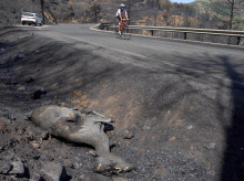 sociedad/20260803/desoladoras-imagenes-deja-incendio-burgohondo-grave-historia-espana_446468